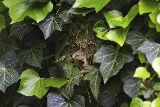 Eurasian wren (Troglodytes troglodytes) at nest hidden in ivy, Belgium, Europe