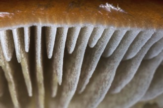 Mushroom, worm's eye view showing underside of cap with gills, lamellas, lamellae