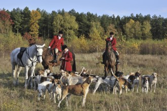 Hunters on horseback with pack of hounds during drag hunting in autumn, an alternative to fox