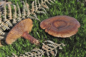 Oak milkcap, oakbug milkcap, southern milkcap (Lactarius quietus) (Agaricus quietus) with underside