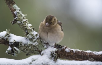 Common chaffinch (Fringilla coelebs) female with fluffed out feathers perched on branch during snow