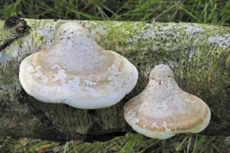 Birch bracket (Piptoporus betulinus) fungus, Razor strop on fallen Birch tree in forest