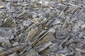 Close-up of shattered sedimentary rock, slate, shale fractured along existing joints by frost