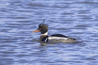 Red-breasted merganser (Mergus serrator) male swimming in sea in winter