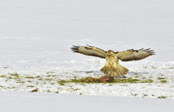 Common Buzzard (Buteo buteo) landing on dead hare in the snow in winter, the Netherlands