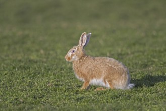 European brown hare (Lepus europaeus) blonde colour morph sitting in meadow, grassland in spring