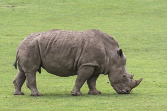 African white rhino, Square-lipped rhinoceros (Ceratotherium simum) female grazing grass