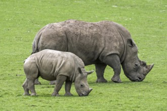 White rhino, Square-lipped rhinoceros (Ceratotherium simum) female and calf grazing grass