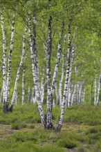 Silver birch, warty birch, European white birch (Betula pendula) (Betula verrucosa) tree trunks of