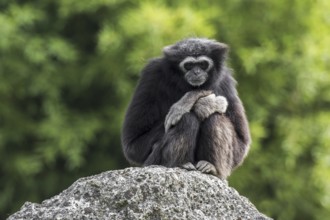 White-handed gibbon (Hylobates lar), lar gibbon sitting on rock, native to Indonesia, Laos,