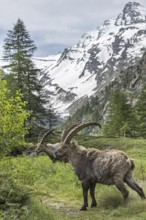 Male Alpine ibex (Capra ibex) foraging in the Valsavarenche valley in the Graian Alps in spring,