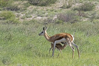 Springbok (Antidorcas marsupialis) female suckling calf in the Kalahari Desert, Kgalagadi