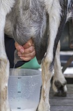 Woman hand milking goat by massaging and pulling down on the teats of the udder, squirting the milk