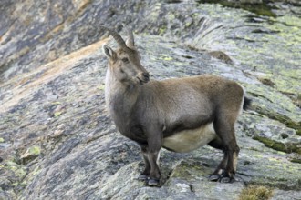 Alpine ibex (Capra ibex) pregnant female foraging on mountain slope in winter in the Gran Paradiso