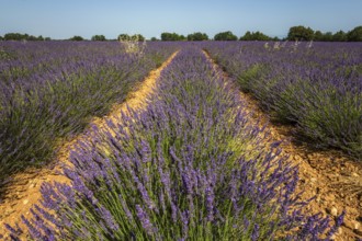 Lavender field, flowering true lavender (Lavandula angustifolia), Plateau de Valensole, Provence,