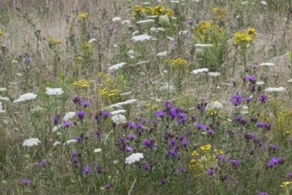 Wildflower meadow, Emsland, Lower Saxony, Germany, Europe