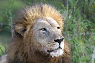 Portrait of a male lion (Panthera leo), Kwazulu Natal Province, South Africa, Africa