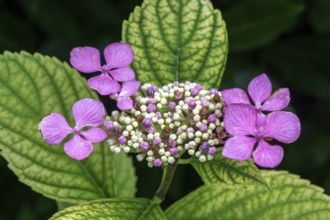 Hydrangea serrata, flower, pink, Baden-Württemberg, Germany, Europe