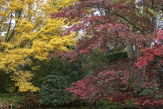 Japanese fan maples (Acer palmatum Sangu Kaku and Trompenburg), autumn foliage, Emsland, Lower