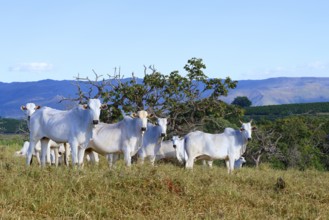 Indo-Brazil Zebu Cows in the Serra da Canastra, Sao Roque das Minas, Minas Gerais state, Brazil,