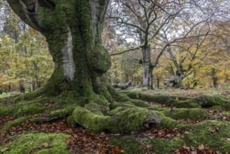 Old copper beeches (Fagus sylvatica) in the Hutewald Halloh, Hesse, Lower Saxony