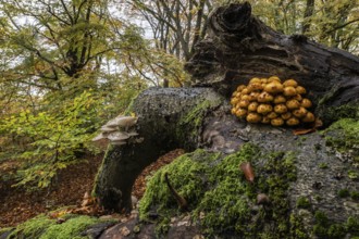 Golden scales (Pholiota aurivella and ringed beech slime moulds (Oudemansiella mucida) in beech