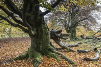 Old copper beech (Fagus sylvatica), Hutebuche, Hutewald Halloh, Hesse, Germany, Europe