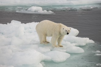 Polar bear (Ursus maritimus) on the pack ice, Svalbard Island, Svalbard archipelago, Svalbard and