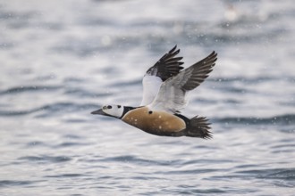 Steller's eider (Polysticta stelleri), male in fluke, magnificent plumage, Batsfjord, Båtsfjord,