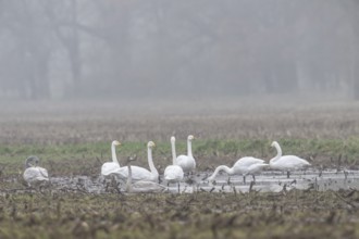 Whooper swans (Cygnus cygnus), Emsland, Lower Saxony, Germany, Europe