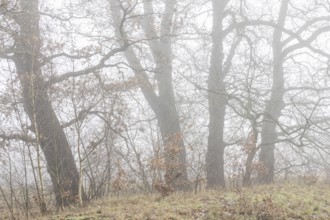 English oaks (Quercus robur) in Nebel, Emsland, Lower Saxony, Germany, Europe