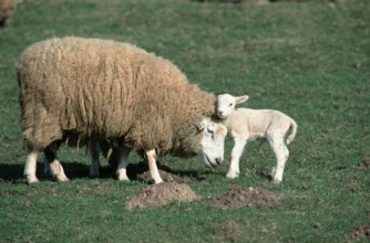 Domestic Sheep with lamb