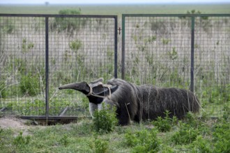 Giant anteater (Myrmecophaga tridactyla) with radio collar at the Conservation Land Trust breeding