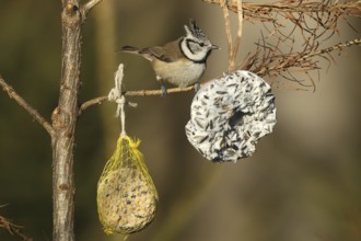 Crested Tit (Lophophanes cristatus) at winter feeding, Allgäu, Bavaria, Germany, Europe