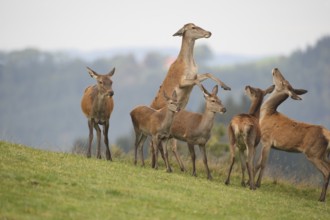 Red deer (Cervus elaphus) quarrelling clear deer in a mountain meadow during the rut, Allgäu,