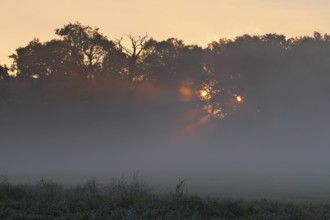 Foggy atmosphere with backlight in the morning, Middle Elbe Biosphere Reserve, Saxony-Anhalt,