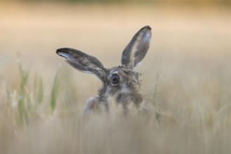 European hare in a stubble field