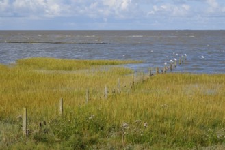 Salt marshes in the Wadden Sea National Park, Dark clouds over the sea, Norddeich, Norden, North