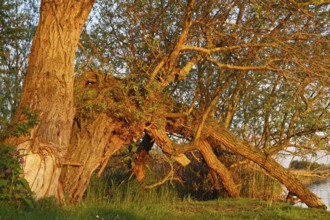 Willow trees on the bank in spring on the Peene, evening light, Peene Valley River Landscape nature