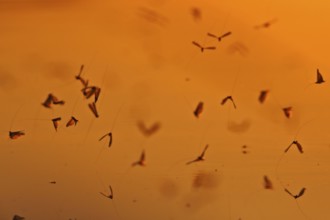 Mayfly (Ephemeroptera), mating dance above the water in the evening light, Naturpark