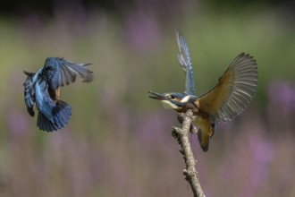 Two young kingfishers fighting over the hunting guard. Austria, Upper Austria