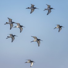 Black-tailed Godwit (Limosa limosa), birds in flight over Marshes at winter time