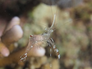 Transparent cave cleaner shrimp (Urocaridella), dive site House Reef, Mangrove Bay, El Quesir, Red