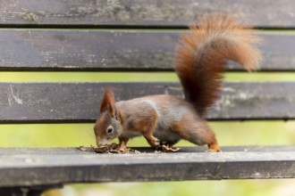 Eurasian red squirrel (Sciurus vulgaris) on a park bench, wildlife, Germany, Europe