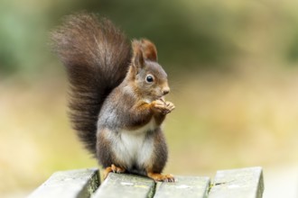 Eurasian red squirrel (Sciurus vulgaris) on a park bench, wildlife, Germany, Europe