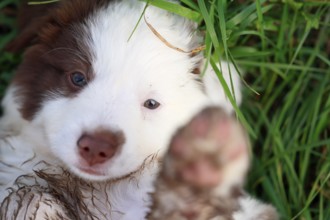 Miniature American Shepherd (Canis lupus familiaris) puppy, puppy lying in tall grass, portrait,