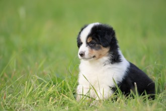 Miniature American Shepherd (Canis lupus familiaris) puppy, puppy sitting in the grass,