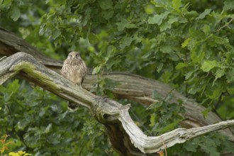 Common kestrel (Falco tinnunculus) adult bird on a tree branch, Suffolk, England, United Kingdom,