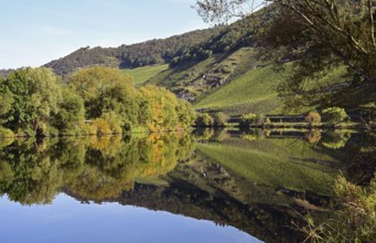 Vineyards and trees reflected in the Moselle, Rhineland-Palatinate