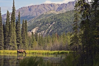 Elk (Alces alces) standing in the water and eating plants, Denali National Park, Alaska